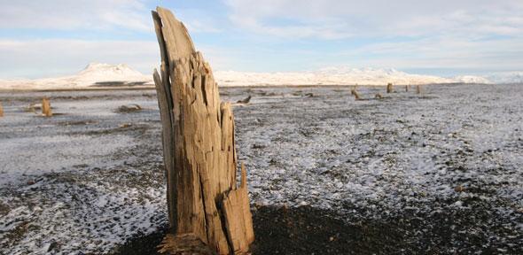Tree rings pinpoint eruption of Icelandic volcano to half a century before human settlement