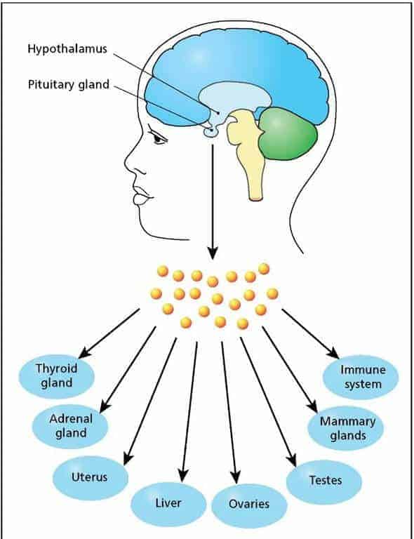 Building the Case that Aging is Controlled from the Brain