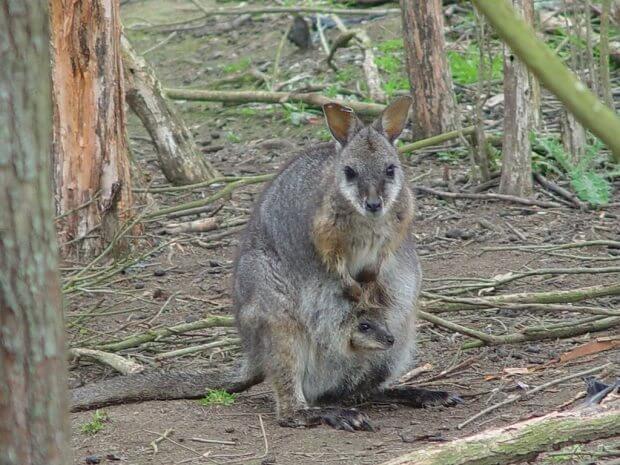 Marsupial placenta: It does a body good - ScienceBlog.com