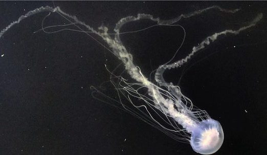 sea nettle jellyfish classification
