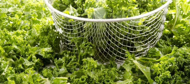 Eating kale may help older adults slow the decline in cognitive skills