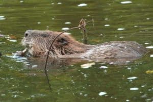 A beaver chews on vegetation in a beaver pond. (Image credit: iStockPhoto/Rejean Bedard)