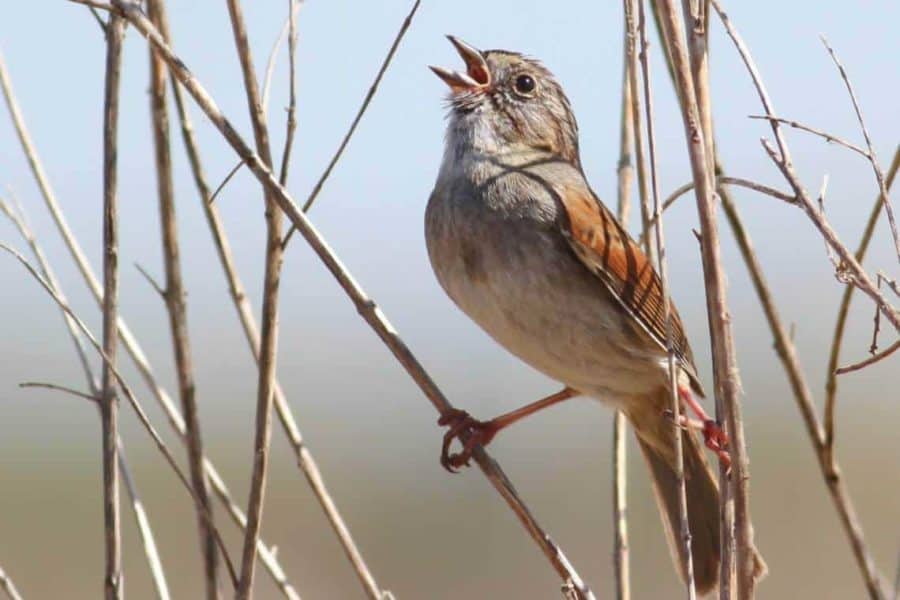 Video: Urban Birds, Stressed Birds