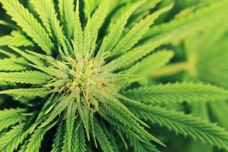 Close up of cannabis leaves