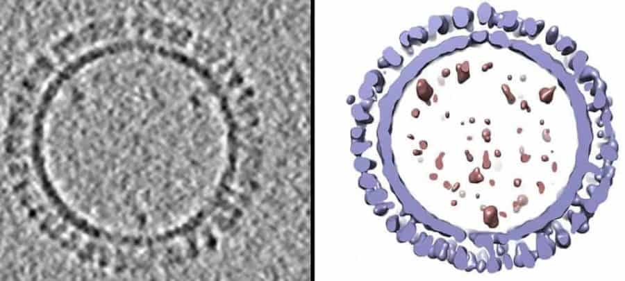 NIAID scientists create 3D structure of 1918 influenza virus-like particles