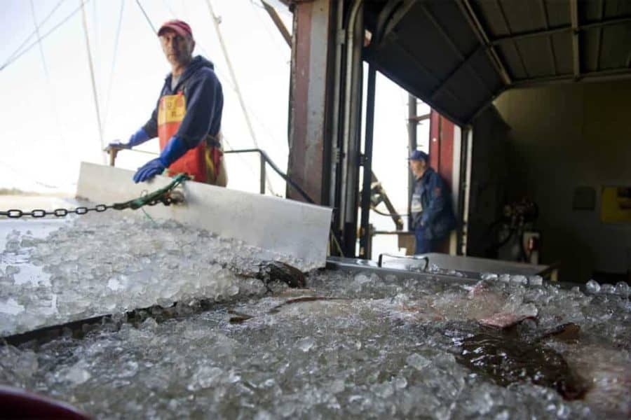 Robots are coming to the seafood industry. Here’s why.