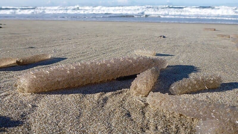 Sea pickles are settling into the Pacific Northwest