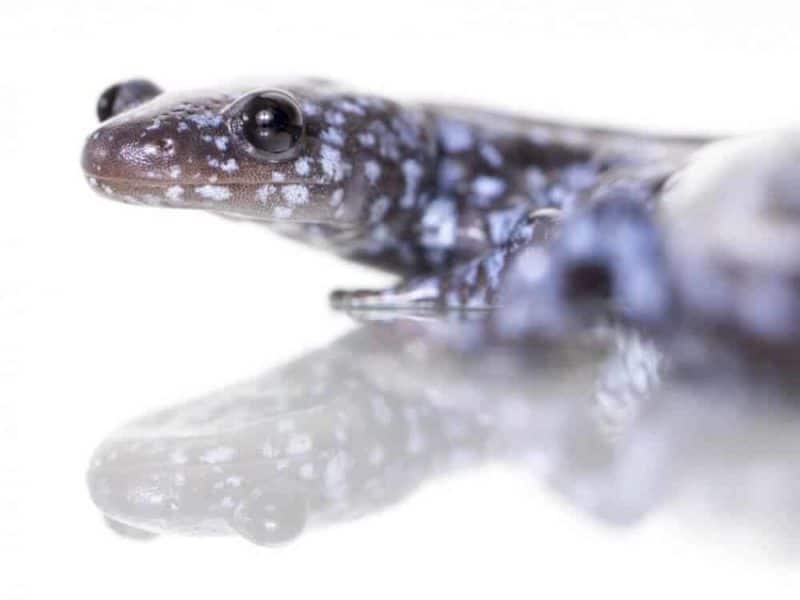 Unisexual salamander evolution: A long, strange trip