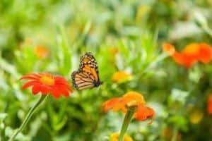 Urban Gardens Can Aid in Pollinator Conservation