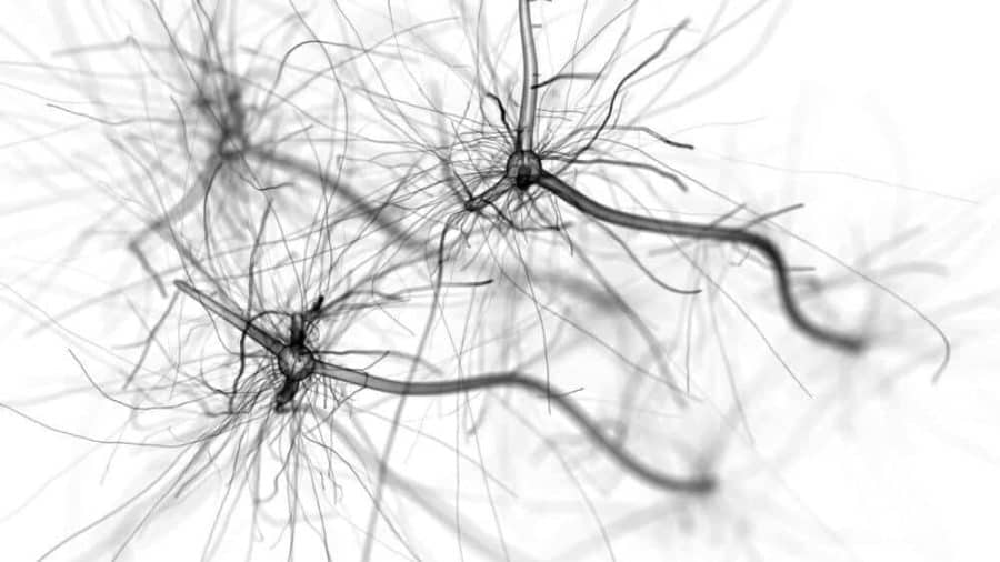 New neurons archive old memories