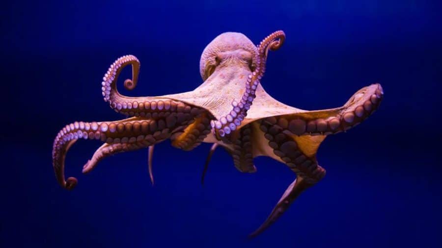 Octopus' suction cups hold its taste and touch sensors — Harvard