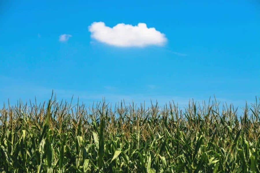 Changing temperatures improves corn yield in U.S. — for now