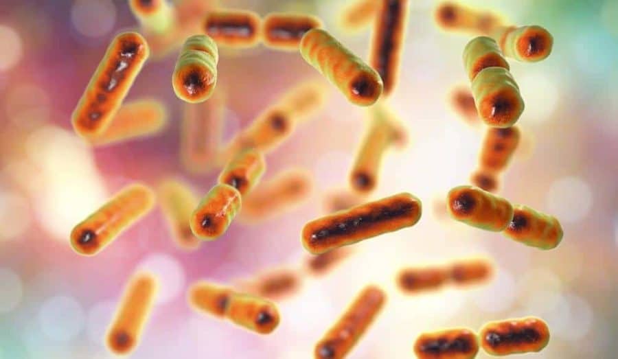 Bacteria Bacteroides fragilis, the major component of normal microbiome of human intestine