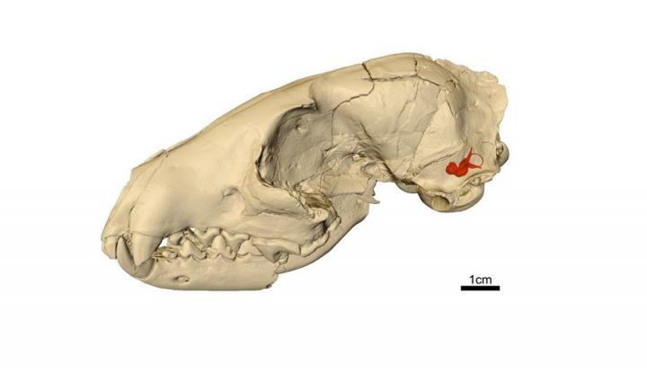 Skull scans tell tale of how world&#8217;s first dogs caught their prey