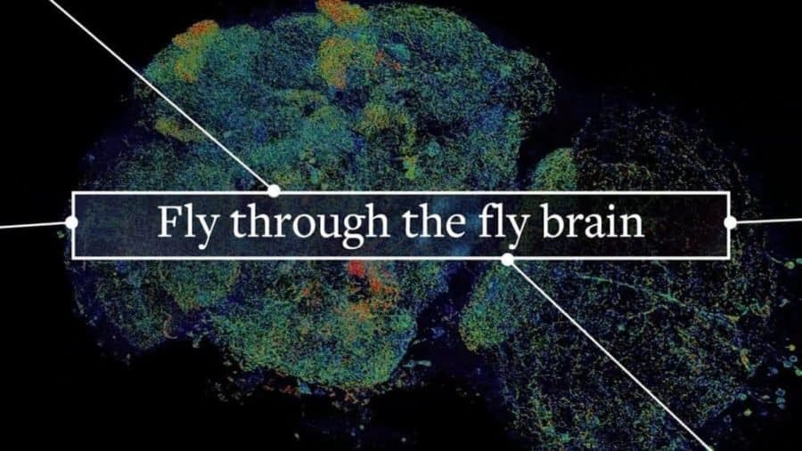 Thanks to rapid, 3D imaging, anyone can tour the fly brain
