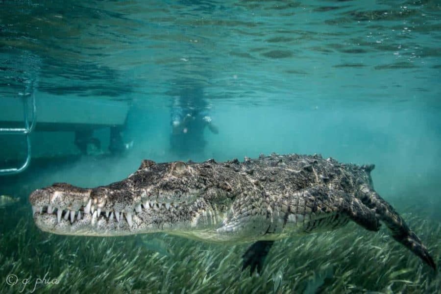 Alligators Eat Rocks to Increase Time Underwater