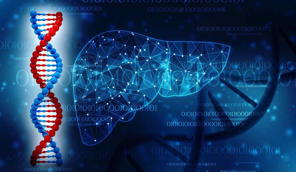 Human liver anatomy with DNA structure, 3d render