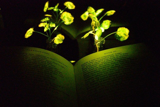Ambient plant illumination could light the way for greener buildings