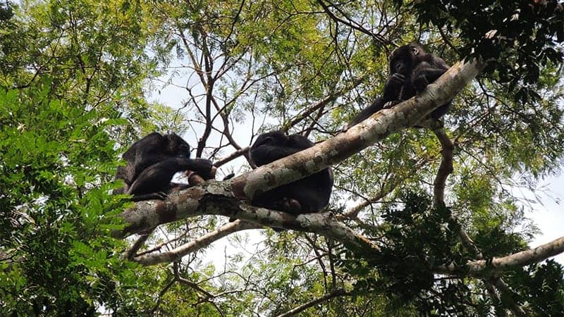 Bonobos and chimps both love meat - ScienceBlog.com