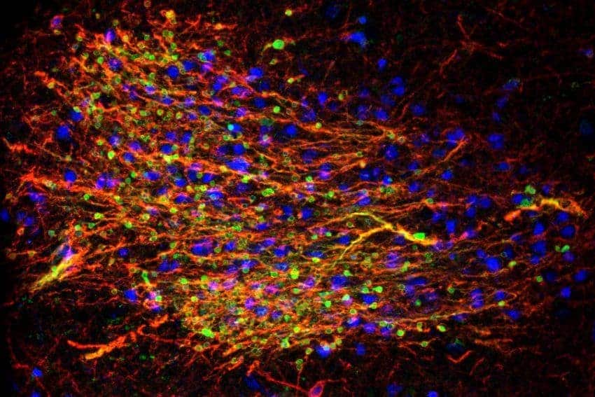 Mood neurons mature during adolescence