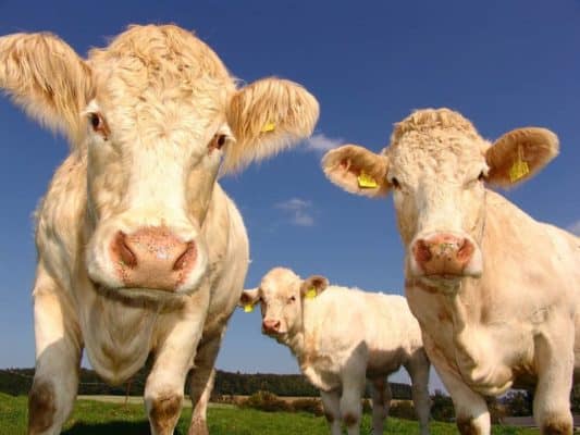 Cows looking curious