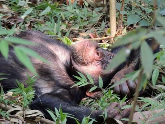 Chimp resting