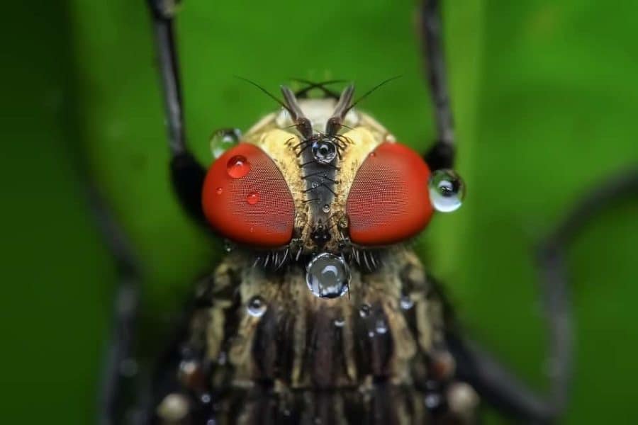 Fly with big red eyes