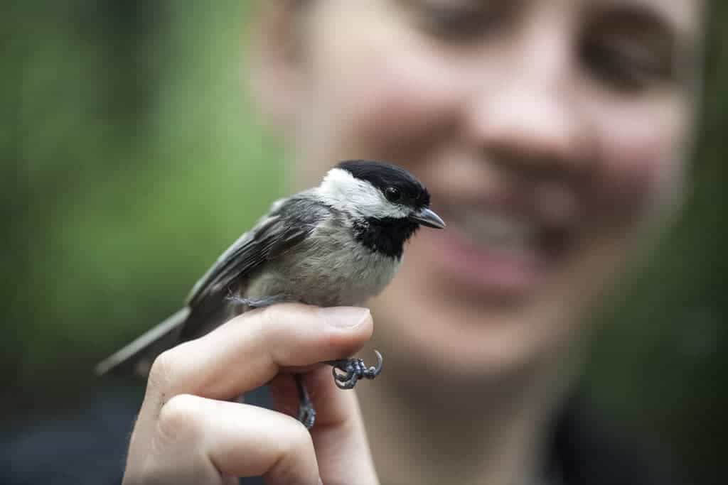 Darkened windows save migrating birds