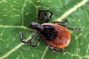 adult deer tick