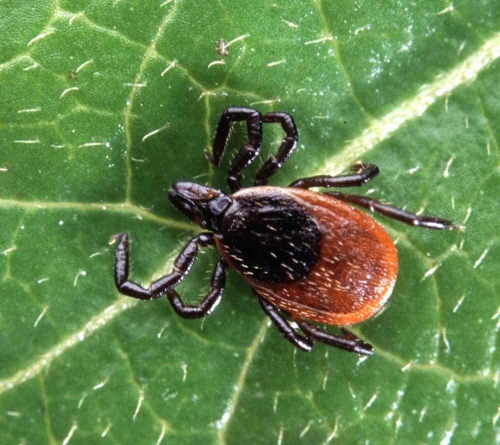 An innovative new diagnostic for Lyme disease - ScienceBlog.com