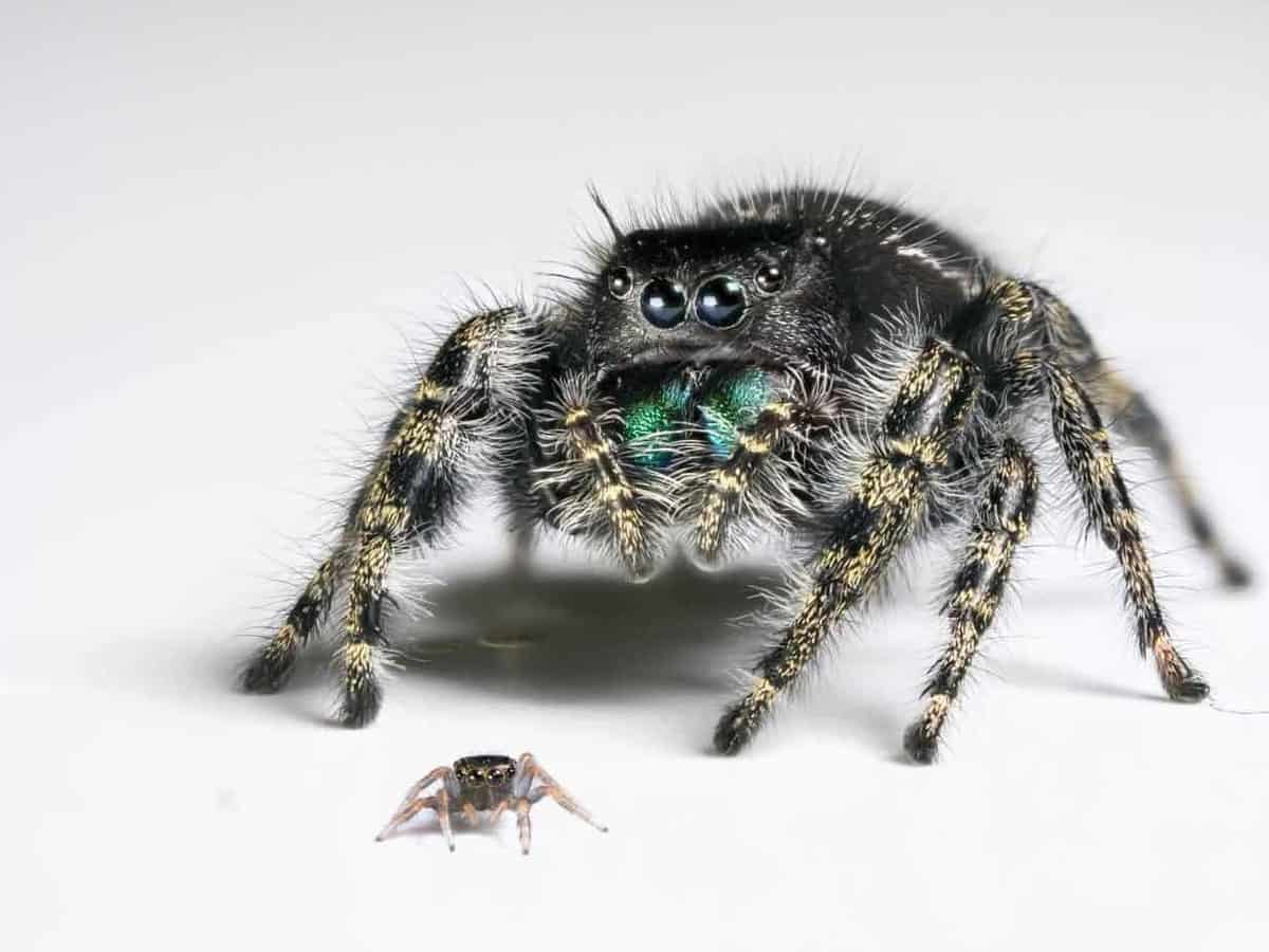 Baby Spiders Really Are Watching You - ScienceBlog.com