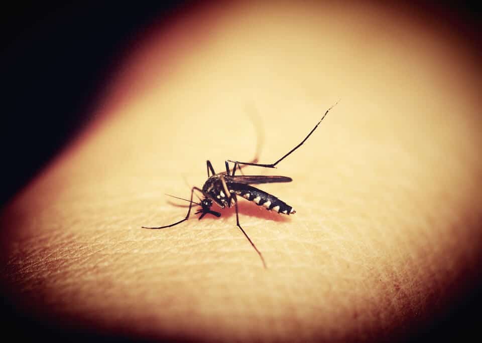 pixabay mosquitoe 1548975 960 720