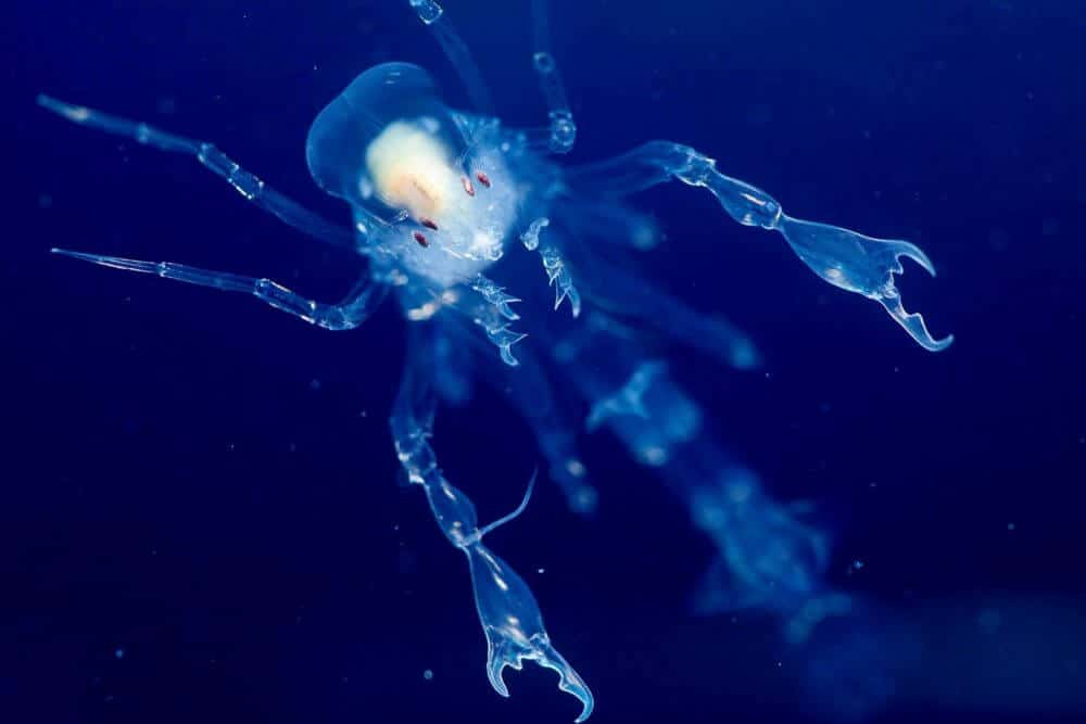 Планктон в море