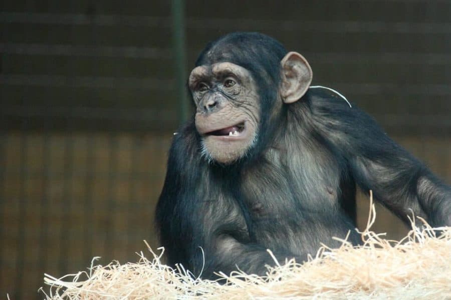 Chimps and bonobos may track eye gaze like humans