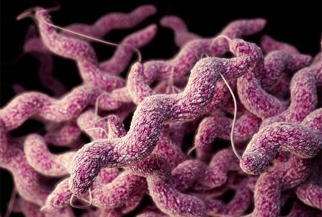 Cluster of drug-resistant gut bacteria
