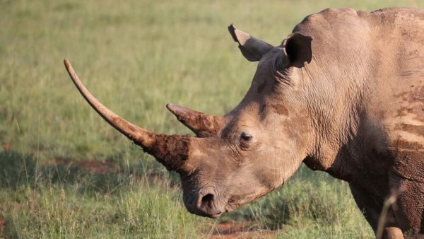 Insects from the bodies of illegally hunted rhinoceros can provide valuable forensic information