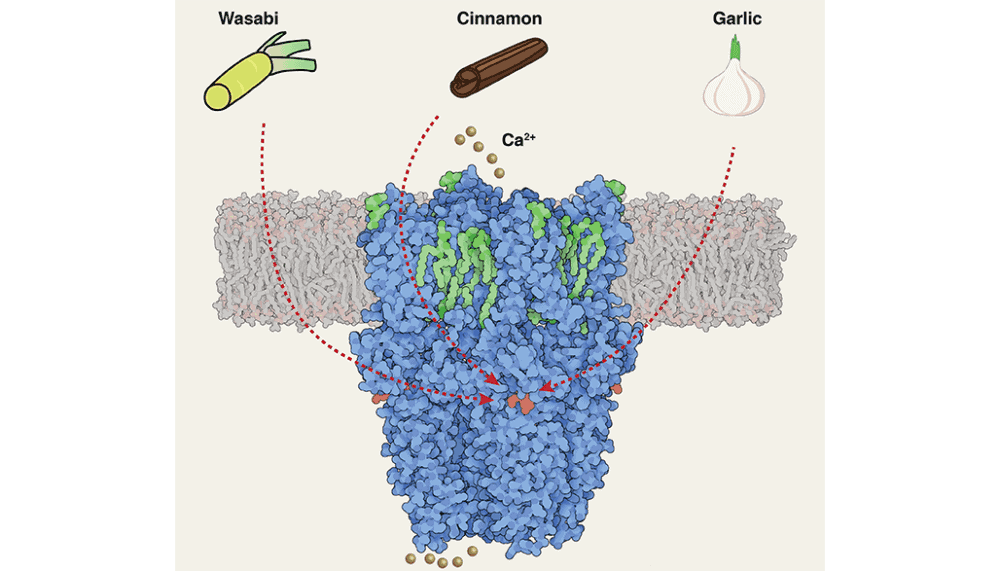 Cryo Electron Microscope Captures Details Of The Wasabi Sensor Scienceblog Com