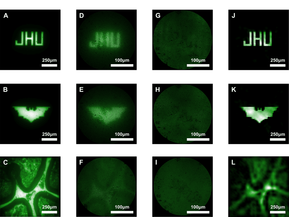The image above shows imaging results from the study.