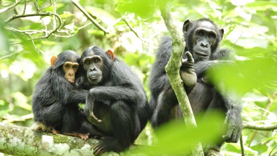 Glimpses of Fatherhood in Non-Pair-Bonding Chimps