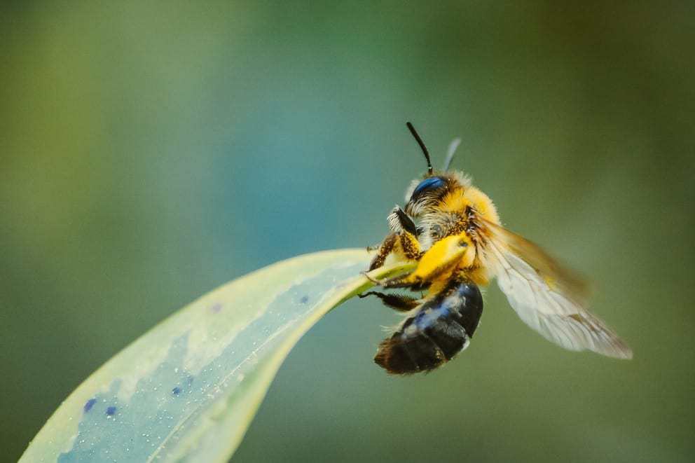 Fungus fights mites that harm honey bees