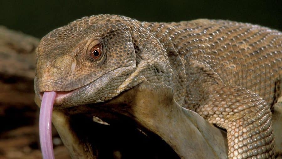 Some lizards have unique airflow pattern: hybrid of birds and mammals