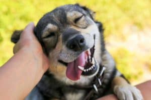 Happy dog getting back of ears scratched