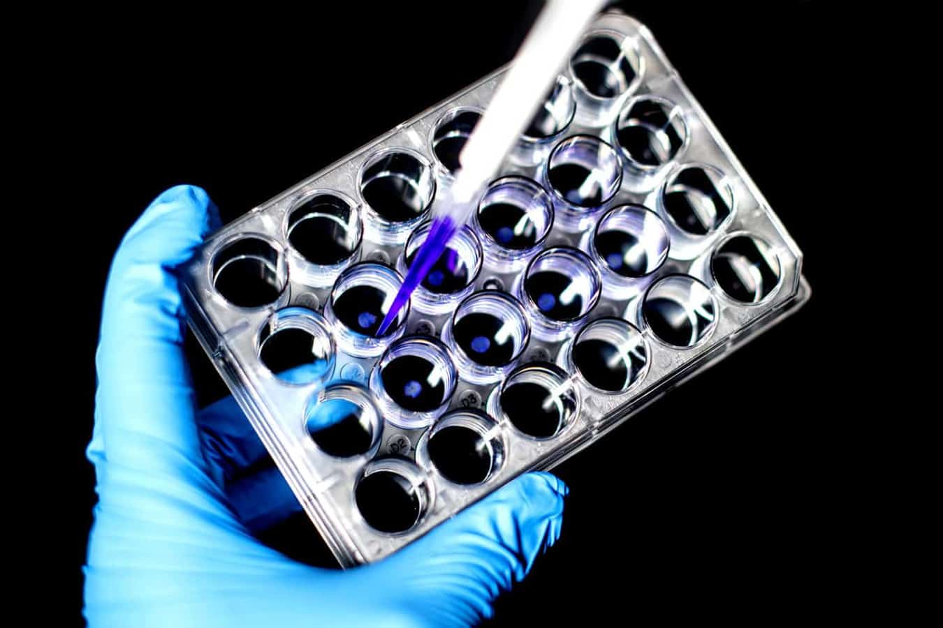 To analyze the role of the interleukin 15 protein in aging and skin wound healing, Crane and Wong used samples of skin tissue from aging mice and found that the
