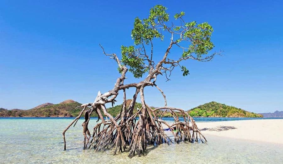 Mangrove restoration has ecological and economic benefits