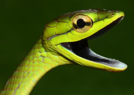 The curious case of the disappearing snakes - ScienceBlog.com