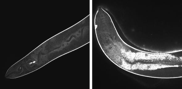 High-resolution confocal images show the effects of light-activated molecular drills on cells inside a worm. Before activation, at left, the injected drills remain dark. At right, after 15 minutes of exposure to light, fluorescent signals show widespread damage in the transparent nematodes. The drills developed at Rice University are intended to target drug-resistant bacteria, cancer and other disease-causing cells and destroy them without damaging adjacent healthy cells. Image by Thushara Galbadage/Biola University