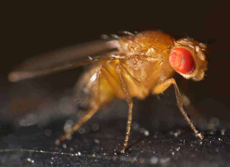 how-a-male-fly-knows-when-to-make-a-move-on-a-mate-scienceblog