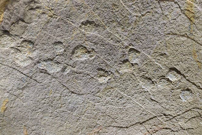 Dinosaur Footprints on a Cave Ceiling