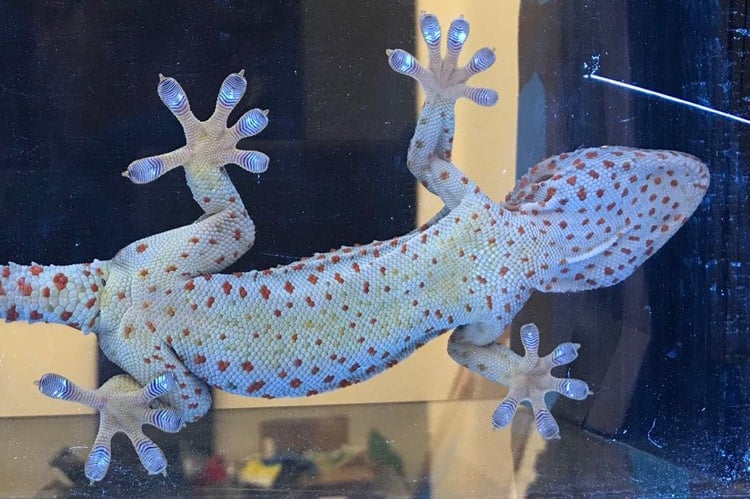 Taking advantage of a phenomenon called frustrated total internal reflection, the researchers were able tell which parts of the toe pad (bright spots) were in contact with the surface and supporting the gecko’s weight. (Photo by Yi Song)
