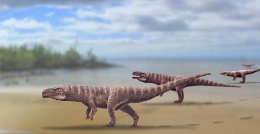 Ancient crocodiles walked on two legs like dinosaurs